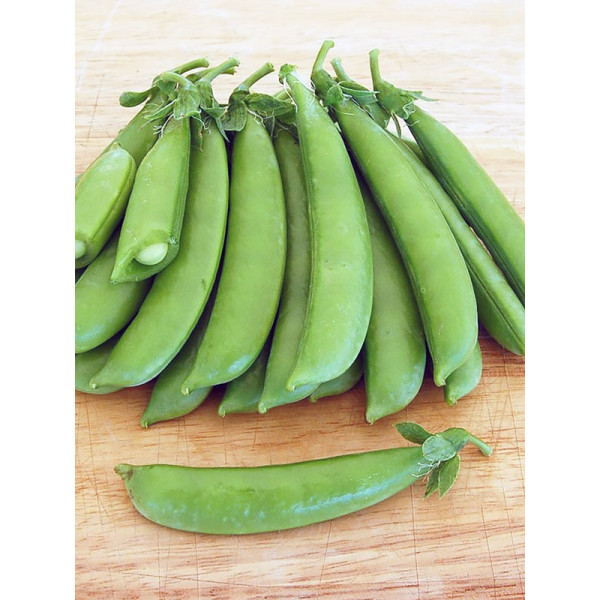 Семена Гороха Сахарный Стручок б/п УрД