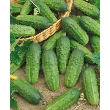 Семена Огурец Аннушка F1цв/п