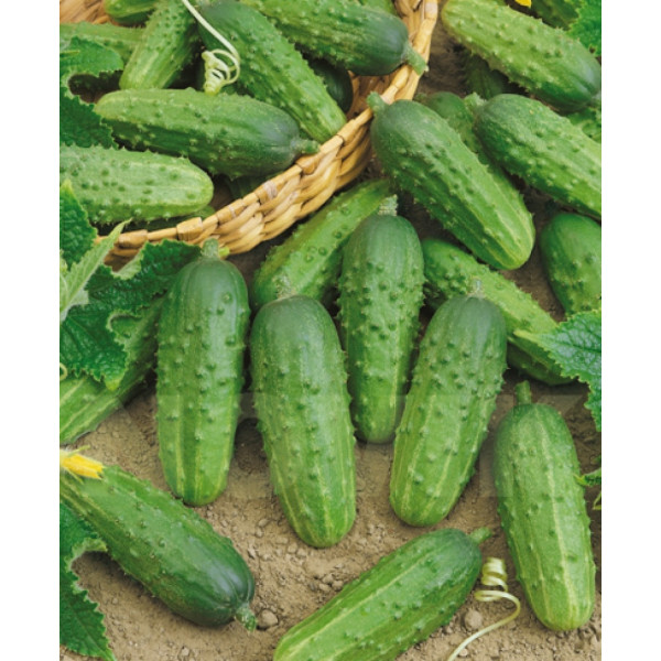 Семена Огурец Аннушка F1цв/п