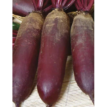 Семена Свекла Цилиндра б/п